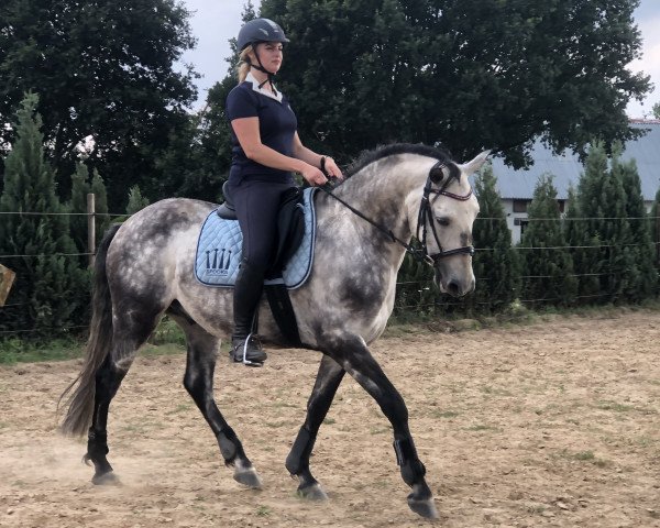 horse Ginete (Lusitano, 2011, from Moscatel)