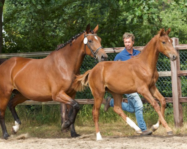 dressage horse Lonkens Malkia (Oldenburg, 2019, from Don Martillo)