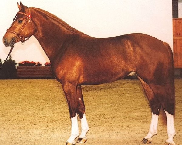 stallion Camillo CH (Freiberger, 1997, from Charme)