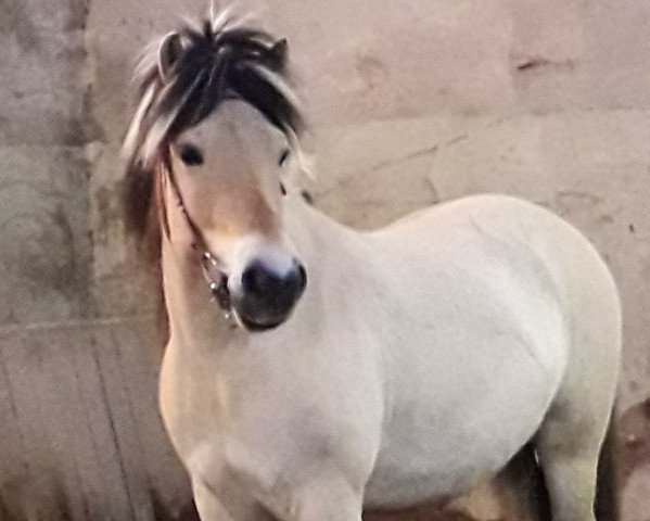 horse Flóki (Fjord Horse, 2013, from Kvest Halsnæs)