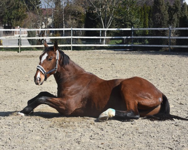 Springpferd Metta Chatsworth (Irish Sport Horse, 2013, von Ol Metta)