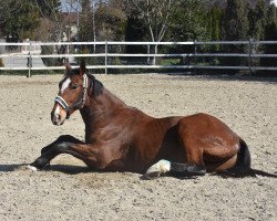 Pferd Metta Chatsworth (Irish Sport Horse, 2013, von Ol Metta)