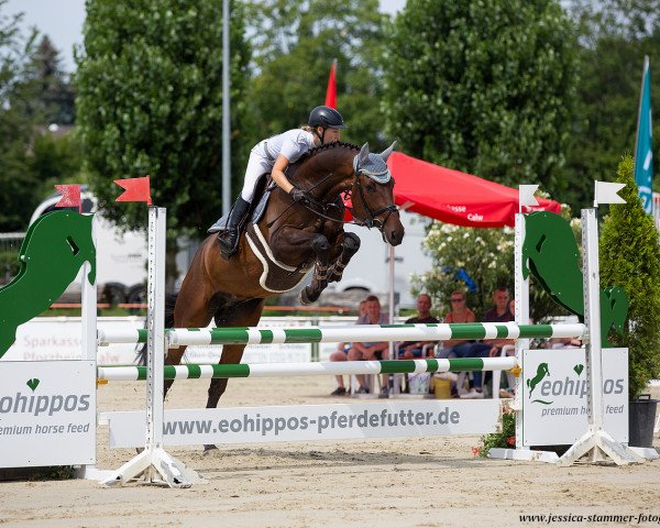 dressage horse Felipe 29 (German Sport Horse, 2015, from Fürstenball)