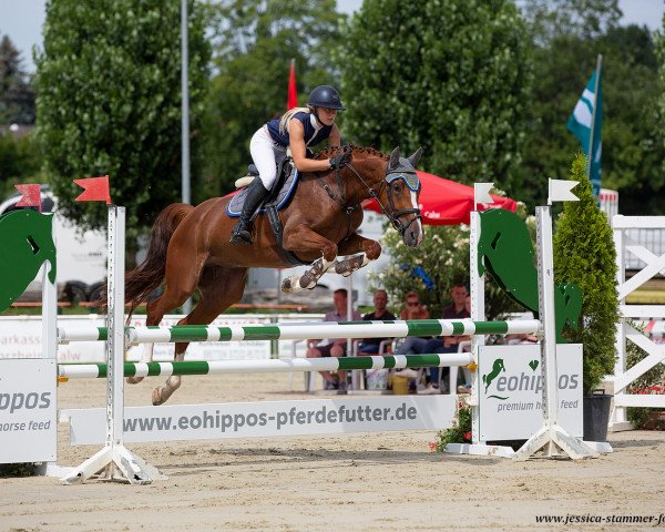 jumper Daisy Dream K (German Sport Horse, 2015, from Tailormade Diarado's Boy)