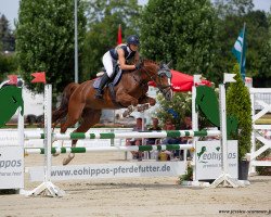 jumper Daisy Dream K (German Sport Horse, 2015, from Diarado's Boy)