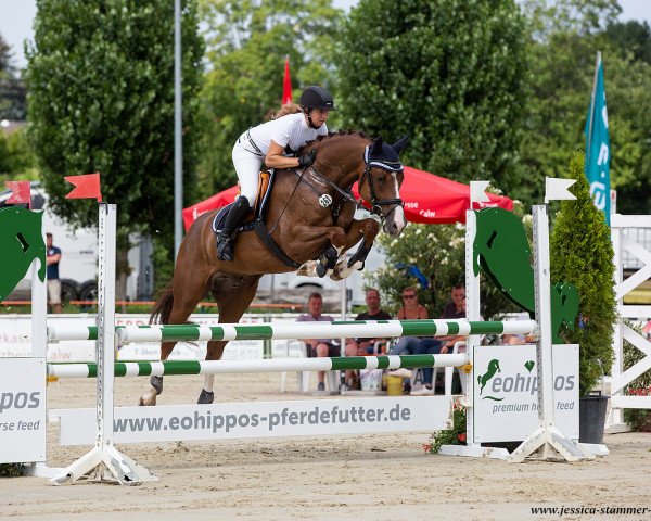 jumper Confire L (German Sport Horse, 2015, from Cassilano)