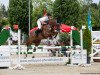 jumper Confire L (German Sport Horse, 2015, from Cassilano)