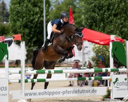 jumper Christo 43 (German Sport Horse, 2015, from Christdorn)