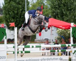 jumper Carry Mary F (German Sport Horse, 2015, from Cassilano)