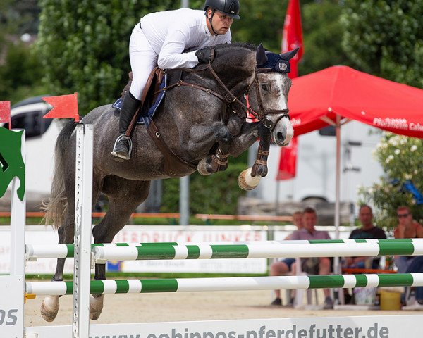 Springpferd Carmina Blanche (Deutsches Sportpferd, 2015, von Clarimo Ask)