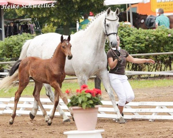 broodmare Calisca (Hanoverian, 2005, from Calido I)