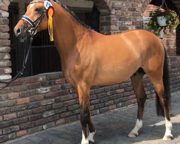 dressage horse Dr. Bob 5 (German Riding Pony, 2014, from Dornik B)
