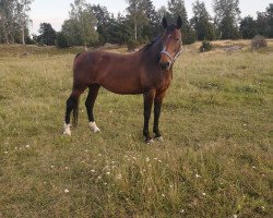 horse Carmen (Lipizzaner, 2012, from Pluto XV-21)