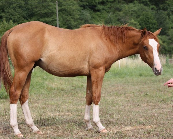 Pferd GA Frankie Twist (Quarter Horse, 2018)