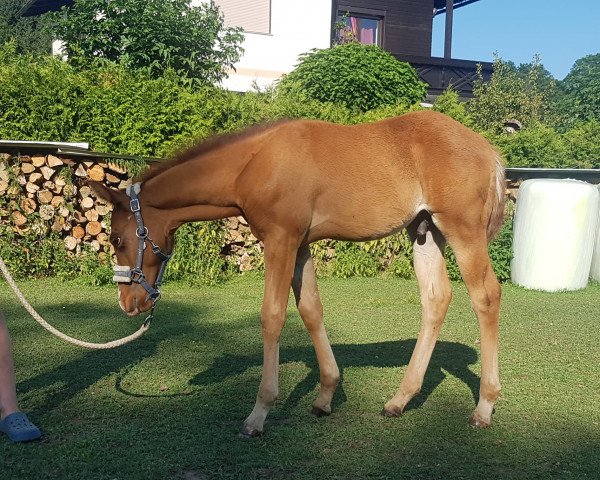 horse Junior (Paint Horse, 2019)
