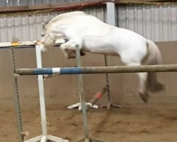 horse Klosterhof's Gjoost (Fjord Horse, 2010, from Guapo van het Wilgenhof)