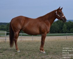 Pferd JD Docs Little Lena (Quarter Horse, 2014, von Docs Gun)