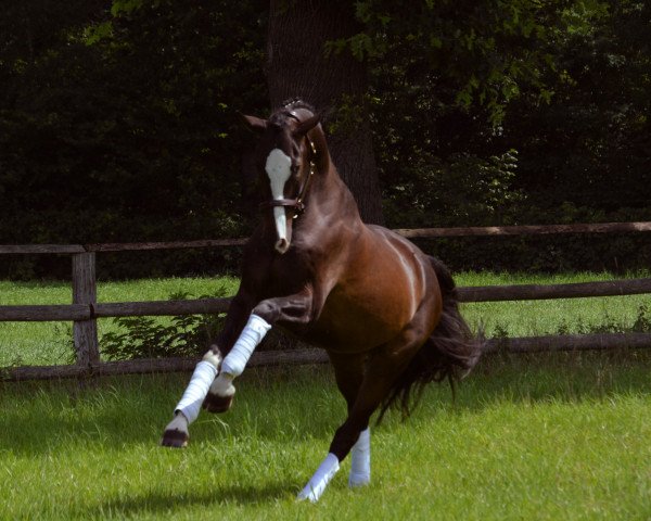dressage horse Lord Singlair (German Sport Horse, 2011, from Limoncello I)