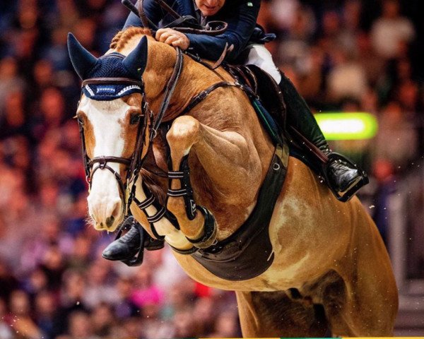 Springpferd Castleforbes Vladimir (Irish Sport Horse, 2009, von Vivaldo van het Costersveld)