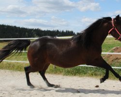 horse Kings Eternity Love (Quarter Horse, 2017, from Hesa Blackberry King)