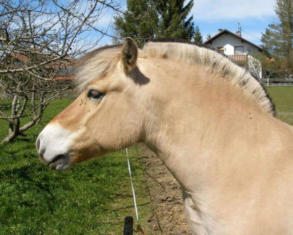 Pferd Milan (Fjordpferd, 2000, von Merkur N.2743)