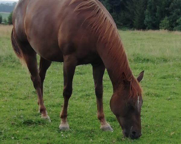 Pferd Boogie My Please (Quarter Horse, 2017)
