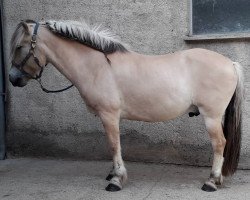 horse Jonas (Fjord Horse, 2007, from Joram)