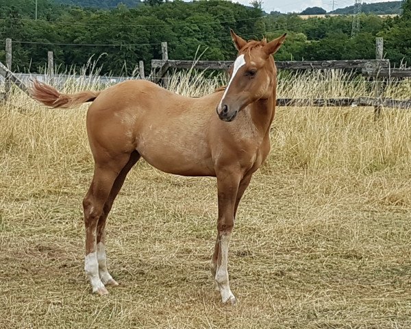 Pferd AM Special Twist (Quarter Horse, 2019)