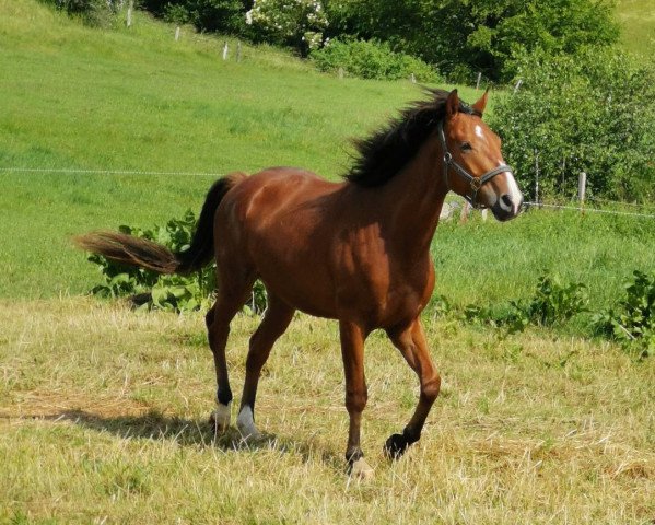 horse Bl's Serafino (anglo european sporthorse, 2016, from Spezial Color R)