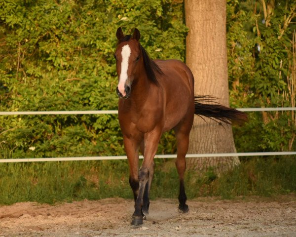 Pferd Colonel Oak 17 (Quarter Horse, 2017)