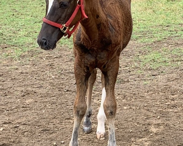 Pferd Chics N Hollywood (Quarter Horse, 2019)