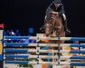 jumper Can Can Della Caccia (Italian Warmblood, 2010, from Cascari)