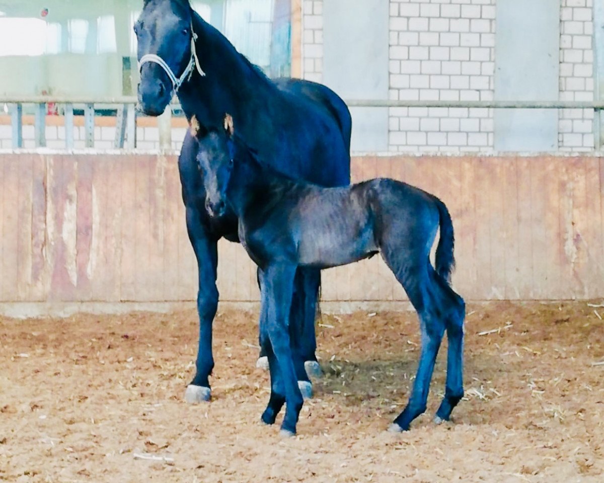 broodmare Grazia (Oldenburg, 2003, from Drakdream)
