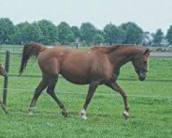 Zuchtstute Beach Quella (Belgisches Warmblut, 2001, von Baloubet du Rouet)