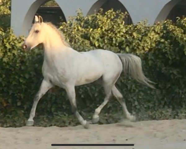 Pferd SERRANA (Hispano-Araber, 2009)