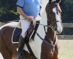 jumper Everest Bellboy Z (Zangersheide riding horse, 2010, from Everest Hill)