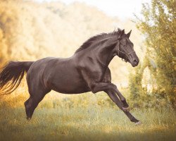 dressage horse Frieda (Hanoverian, 2015, from Finest)