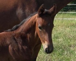 dressage horse Beaujolie (Hanoverian, 2019, from Borsalino)