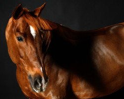 jumper Foxlight van het Asschaut (Belgian Warmblood, 2010, from Perhaps van het Molenvondel)