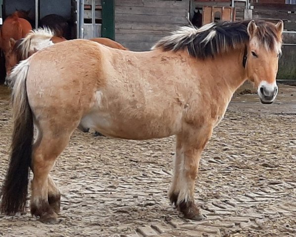 Pferd Ilex (Fjordpferd, 2012, von Kastanielystens Karant)