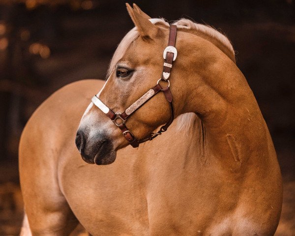 horse Wagner´s Golden Whiskey (6,25% ox) (Edelbluthaflinger, 2011, from Wagner-E von Sauro's)