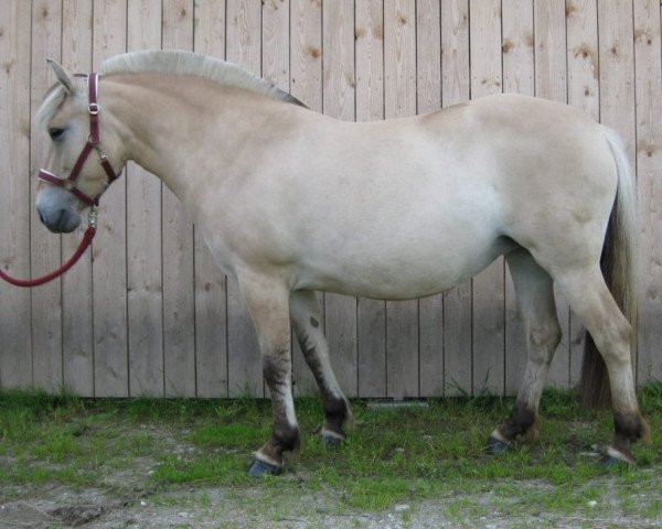 horse Letizia (Fjord Horse, 2004, from Ragnar)