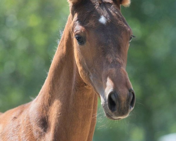 dressage horse Perikles (Trakehner, 2019, from Herakles TSF)