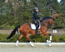 broodmare Quality of Joy (Hanoverian, 2009, from Quaterback)