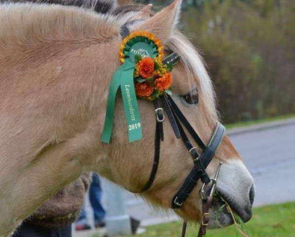 horse Rangur (Fjord Horse, 2010, from Rogar S)