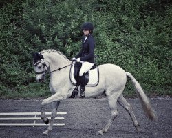 dressage horse Zapallo (Cruzado, 2004)