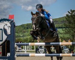 broodmare Holst.Juliett (German Riding Pony, 2000, from Cap Cennedy N)