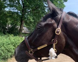 dressage horse Finest Time 2 (Hanoverian, 2015, from Finest)