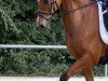 dressage horse Renegade's Regent (German Sport Horse, 2010, from Renegate)