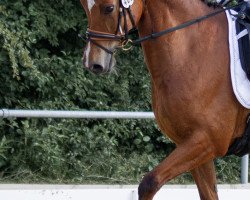 dressage horse Renegade's Regent (Deutsches Sportpferd, 2010, from Renegate)